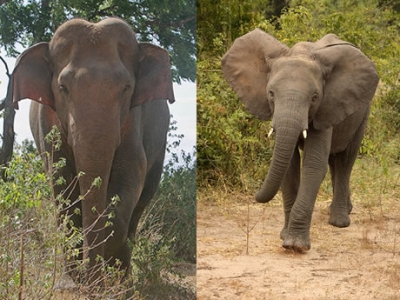 Which elephant