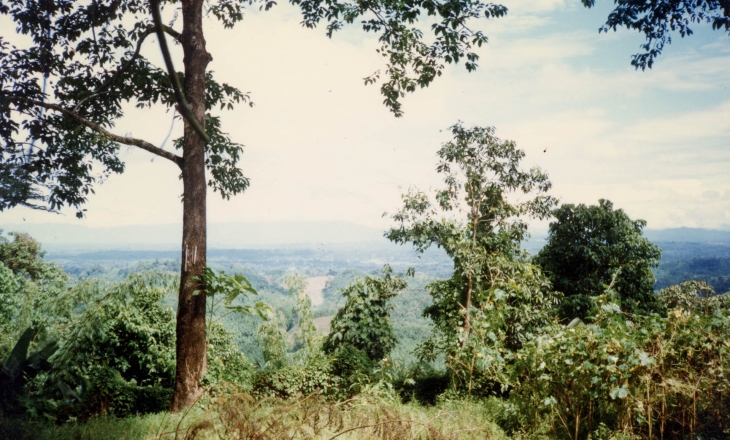 Niortheast forests