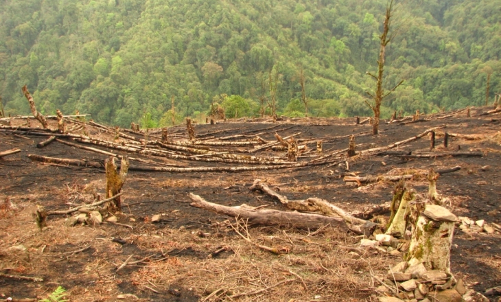 Jhum field in Arunachal Pradesh