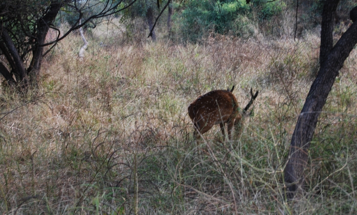 Indian wildlife Indian wildlife