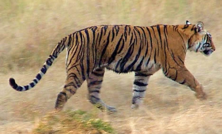 India's tiger
