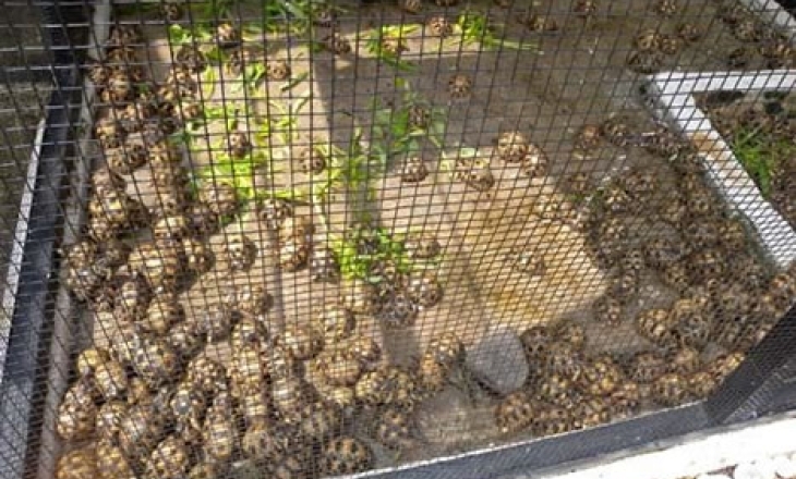 Madagascar tortoises