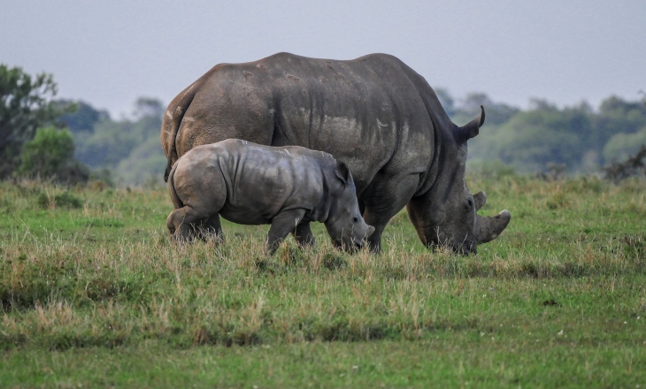 Africa rhino