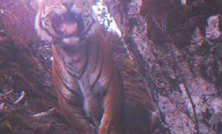 Bhutan tiger