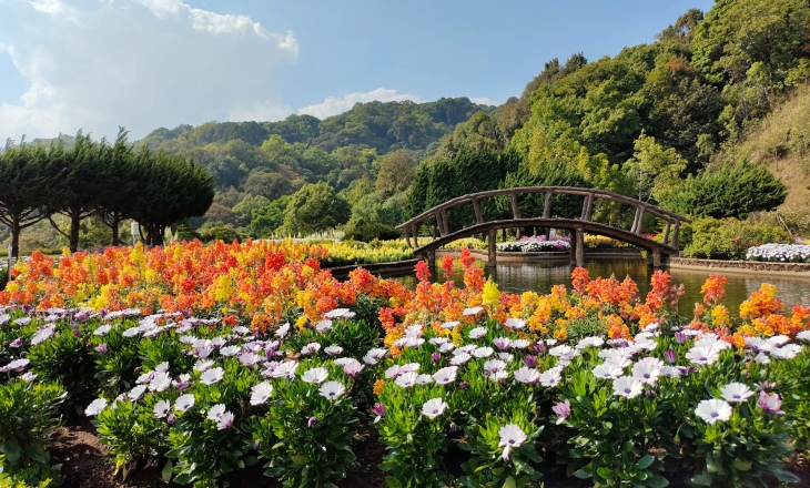 Biodiversity flowers