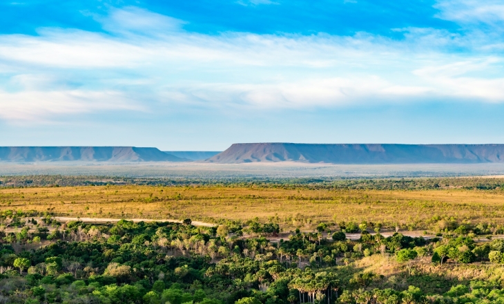 Brazil Cerrado