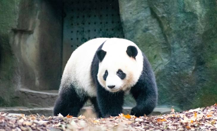 Giant panda