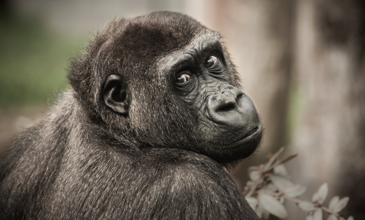 Gorilla