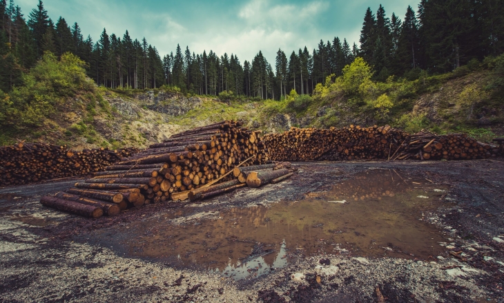 Illegal logging