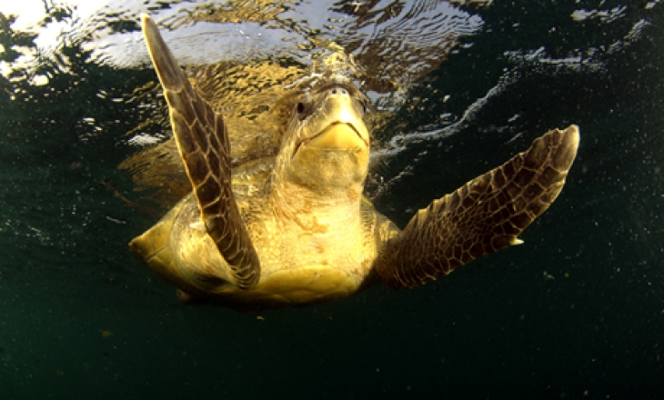 Olive Ridley turtle
