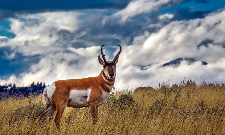 Pronghorn deer