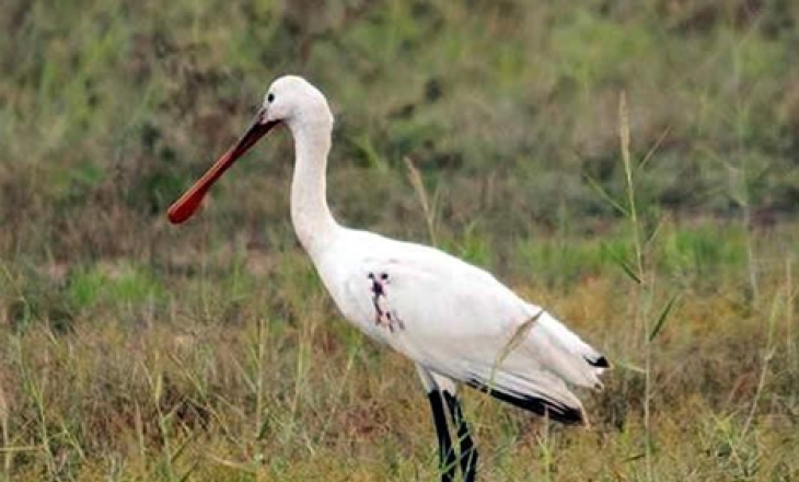 Spoonbill Malta