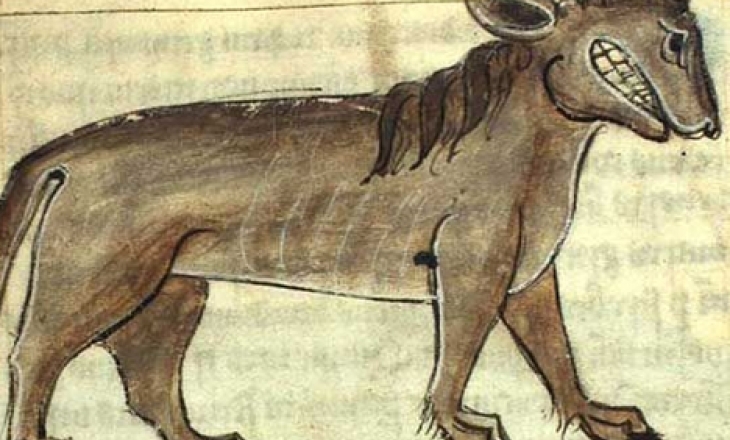 Spotted hyena
