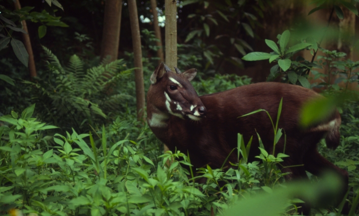 The saola