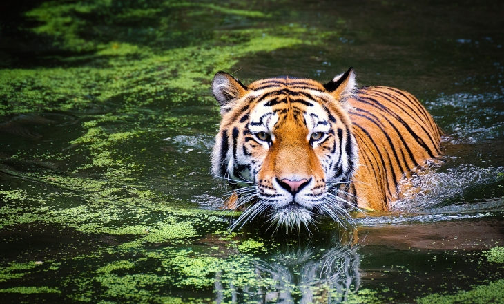 Tiger in habitat