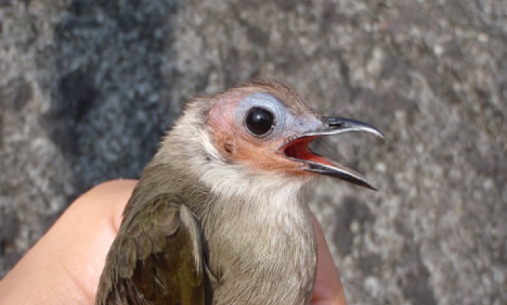 Bare-faced bulbul