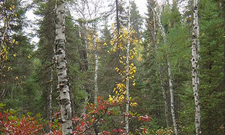 Canada forests