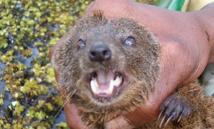 Durrell’s vontsira