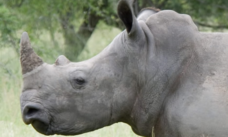 Endangered rhino