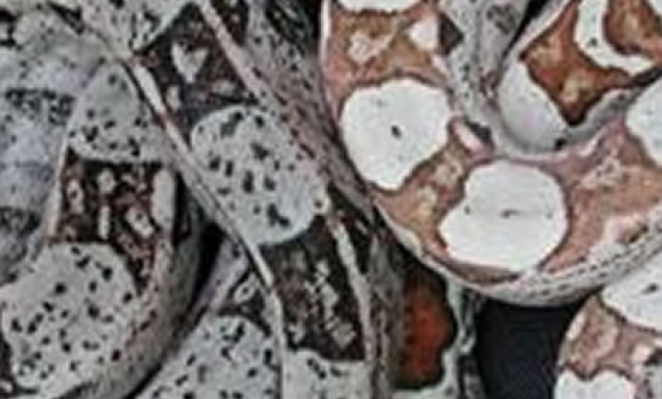 Boa constrictors