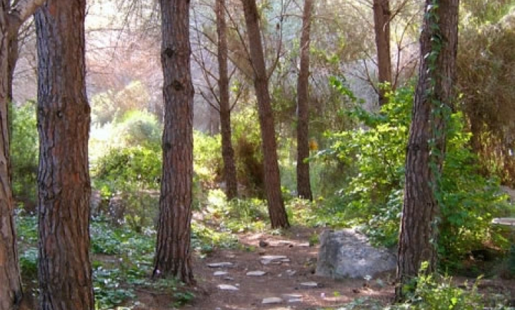 Israel pine trees