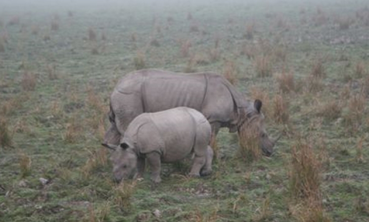 Manas National Park rhino