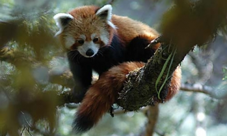 Red panda
