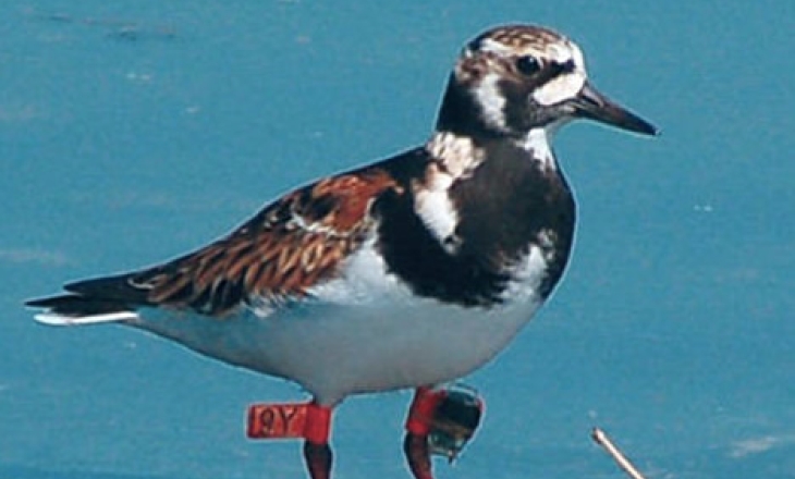 Ruddy Turnstone 9Y