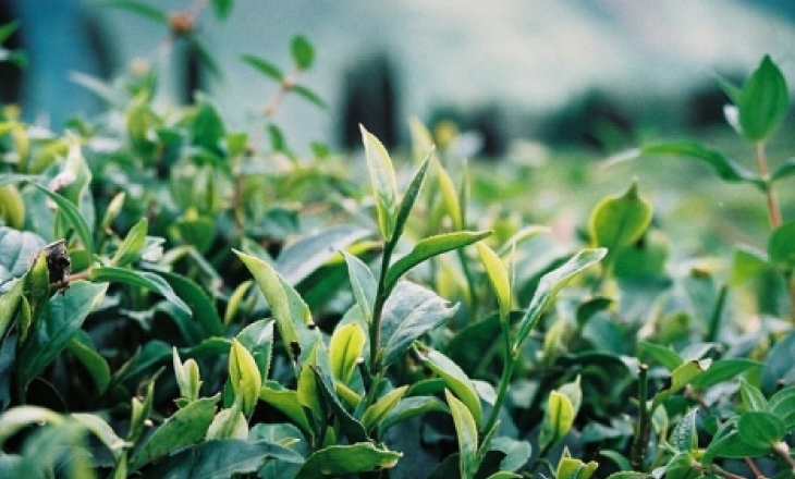 Darjeeling tea