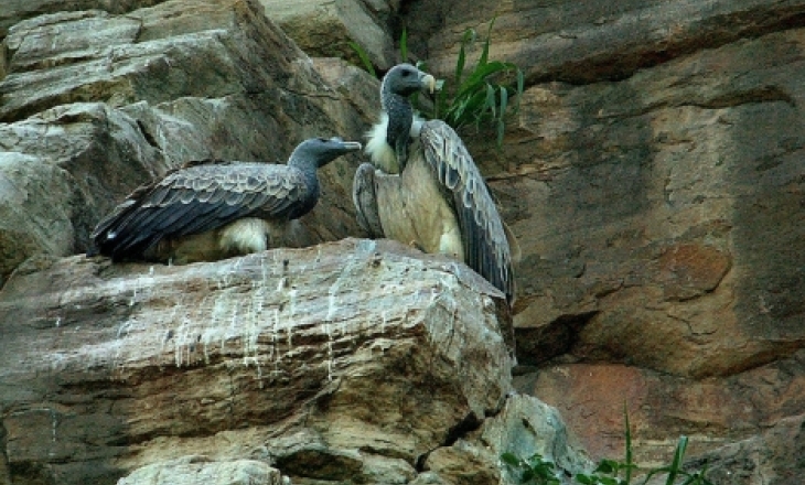 Indian vulture