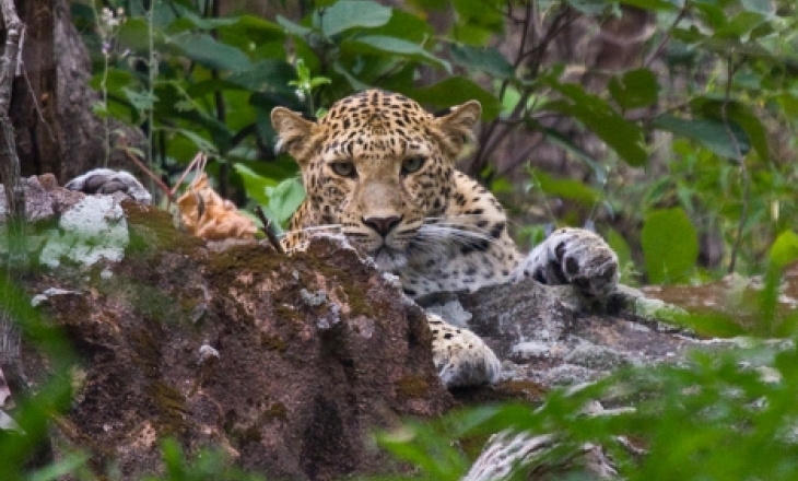 Indian leopard