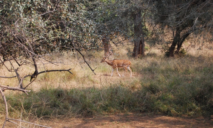 Sariska wildlife