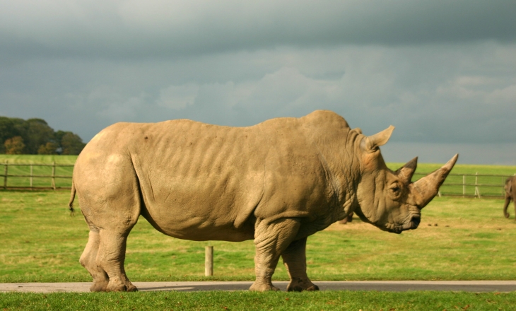 South African rhino
