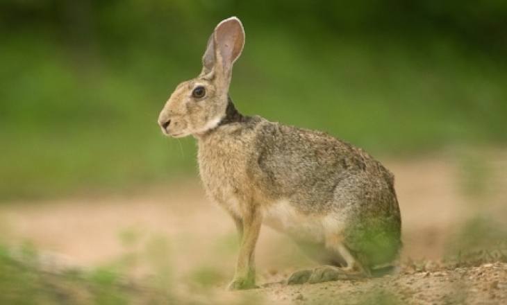 The black-naped hare