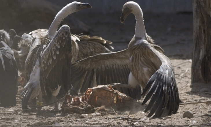 Vultures diclofenac