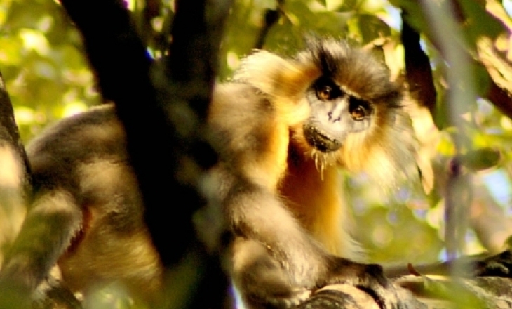 Manas National Park