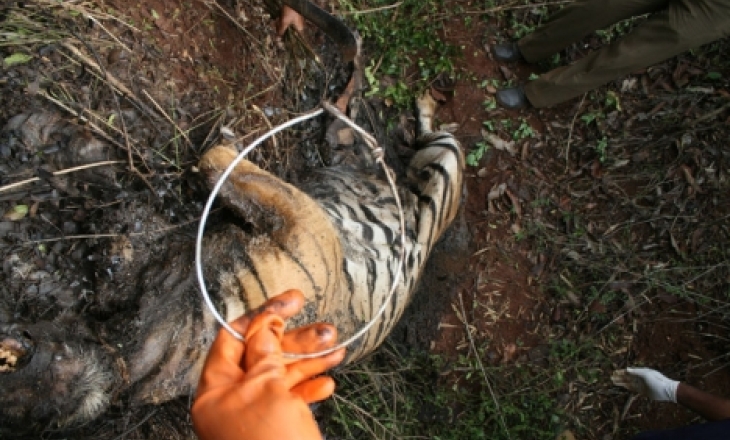 Karnataka snares