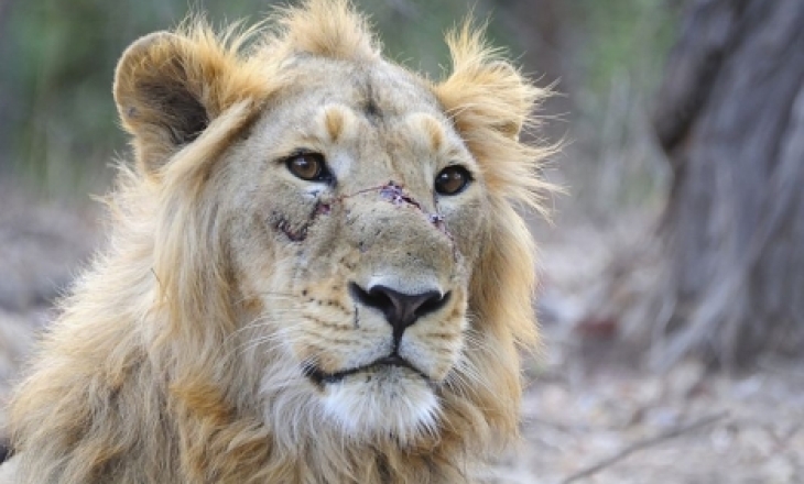 Asiatic lion