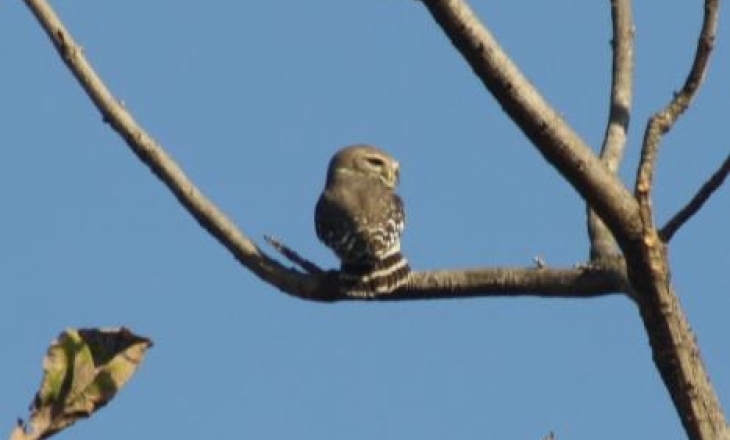 Forest owlet