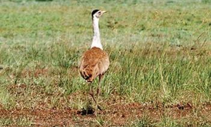 Great Indian bustard