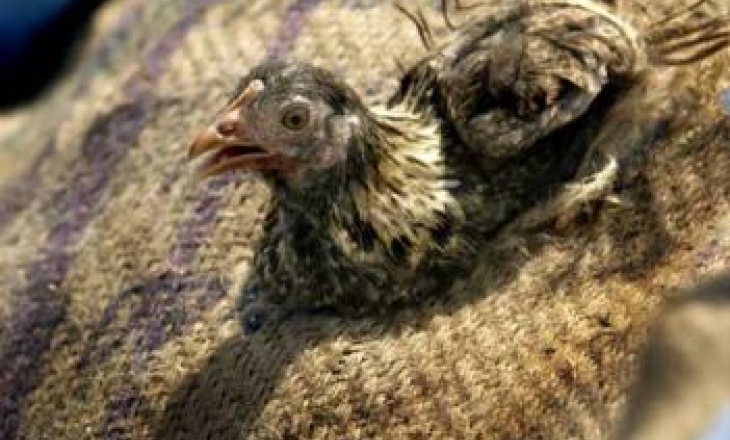 Poultry virus