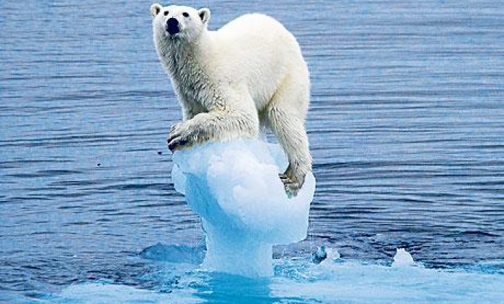 Polar bear
