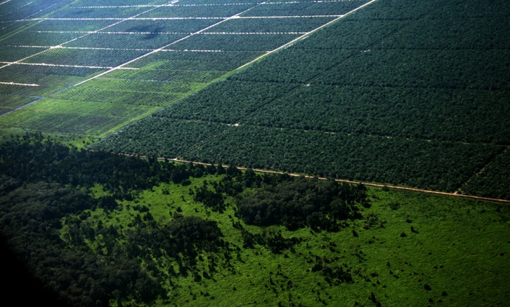 Corporate deforestation