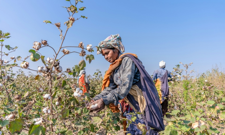 Cotton farming India