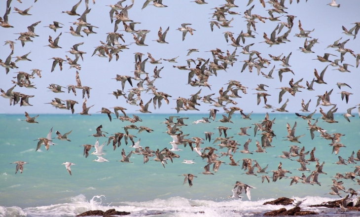 Migratory birds