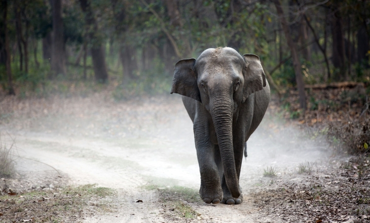 Indian wildlife