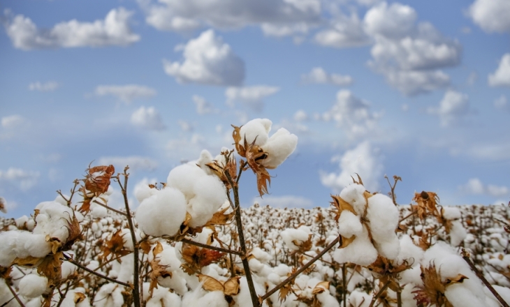 Good Earth Cotton project India