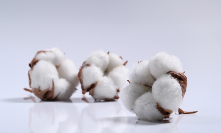 India organic cotton crisis