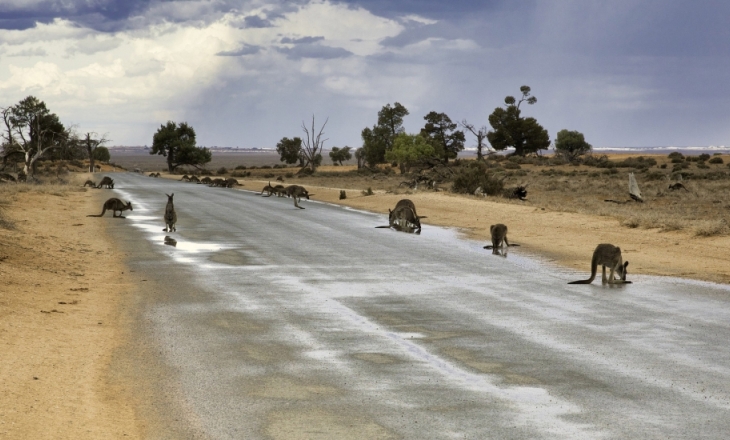 Kangaroo conservation