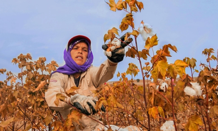 Myths about cotton